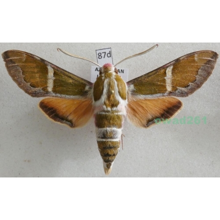 Rethera komarovi (Christoph, 1885) male Azerbaijan 65mm87d